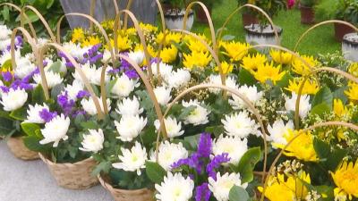 彭湖湾生态农业：清明节临近祭祀鲜花俏销