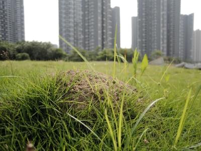 红火蚁入侵12省份，为啥扩散这么快