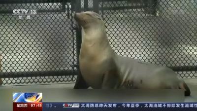 美国南加州海底惊现2万多桶状物 疑含杀虫剂的工业废料