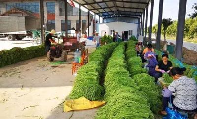 喜报！江陵成为全市唯一一个获评这项荣誉的县市区