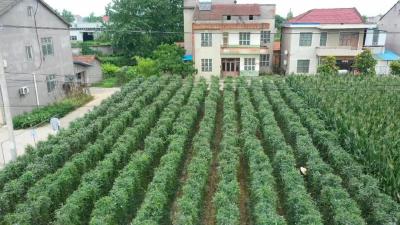 熊桂豇豆合作社：收益好 村民乐  特色产业发展还有提升空间