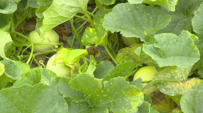 甜瓜种植甜头多，潘市村民笑呵呵