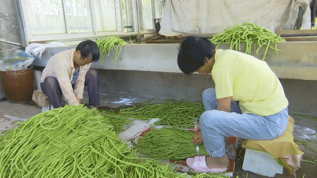 亩产值最高15000元！看这家合作社如何带领村民走上致富路