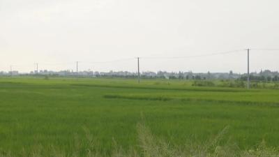 秦市乡秦家场村：改造农田电网 解决灌溉用电难题