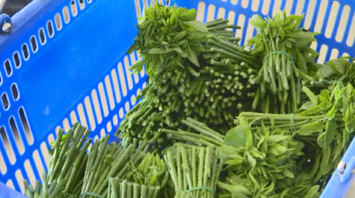 “新鲜”菜，新思路，枸杞叶带给颜闸村新前景