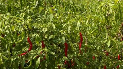 编起“线上菜篮子” 沙岗蔬菜香飘远