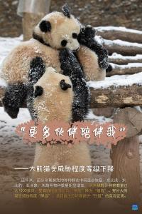 大熊猫喜提“降级”，生态建设持续“升级”