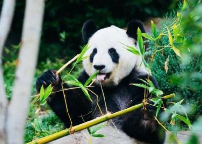 聚焦生物多样性大会·新华热评丨第一批国家公园正式设立，将带来怎样的期待？