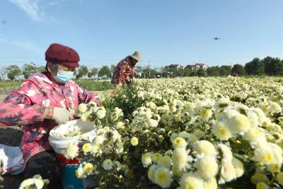 湖北江陵：金菊飘香采摘忙