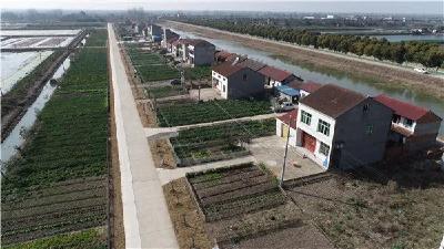 六合垸曹夹湖分场左岭队农户 自发栽种蜜橘美化环境 