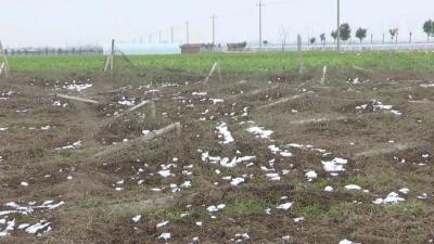 大雪压垮吊瓜大棚 农技专家支招补救 