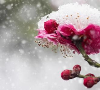 陪你看，落雪的江陵！