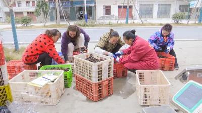 【这里是江陵】资市镇平渊村：小龙虾抢先上市