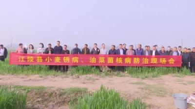 我县举行“两夏作物”病虫害  防治现场会