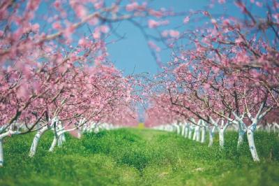 3月18日，邀您和我一起去三湖赴一场桃花的盛会