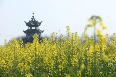 全域旅游 美在江陵|“油菜花赋”文艺作品征文（5）