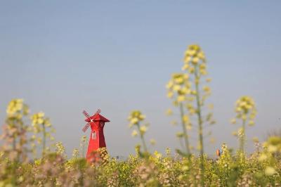全域旅游 美在江陵|“油菜花赋”文艺作品征文（11）
