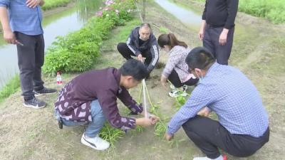 我县冬种油菜  绿色高产高效创建示范片  通过省油菜办测产验收