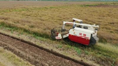 保面积 稳产量 增油料 江陵保障粮油安全