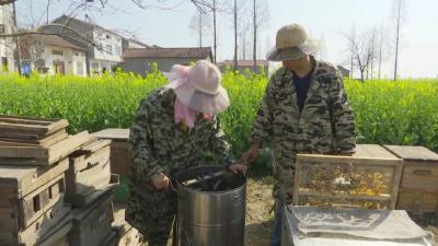 江陵养蜂人：奔走逐花香 幸福有“蜜”方