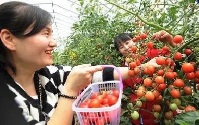 江陵的金奖产品 “樱桃番茄”名声远扬、销售旺旺旺