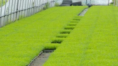 粮缘万顷农业机械服务专业合作社:优质粮秧苗订单面积已超5000亩