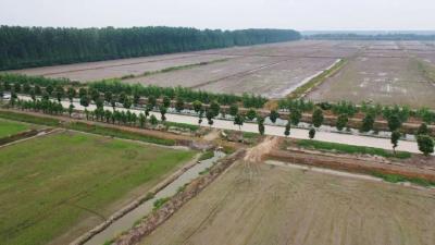 三湖管理区龚家垸社区：飞机撒播优质稻5248亩