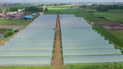 夹堤湾农业专业合作社：育秧忙 订单爆