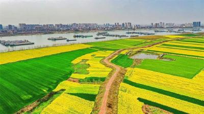 湖北江陵：唱响乡村振兴的“长江之歌”