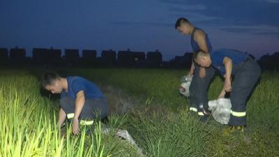 洒水车、消防车为农作物“输血解渴”