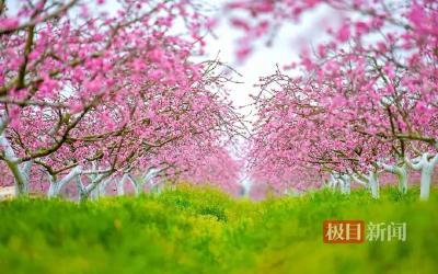 “黄桃小镇”搭乘互联网快车，年销三湖黄桃1个亿 