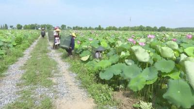江陵秦市：一亩虾莲田 年入7000元