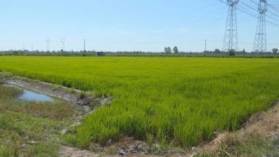 沙岗镇： 抗旱保灌 确保夏粮稳产稳收