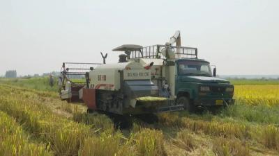 江陵道米丨沙岗镇：日吞吐量1100吨