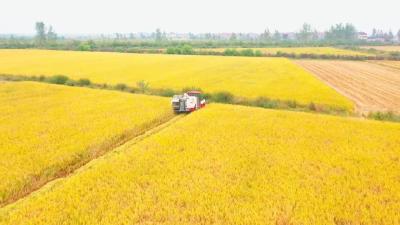 江陵道米丨中垱桥村：500亩优质稻增收10万元