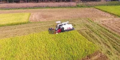 江陵道米丨熊河镇：“五有”积极应对收割高峰