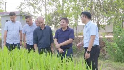 朱明考察江陵县乡村振兴、优质粮食工程及农业特色产业情况