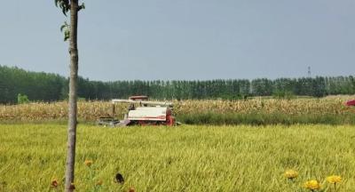 《江陵道米》资市镇启动  优质粮食工程专收专储工作
