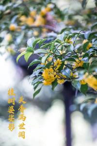 秋分 | 一叶知秋 二分日夜