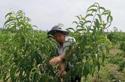 刘子富：“最美江陵人”候选人事迹展播（十九） 