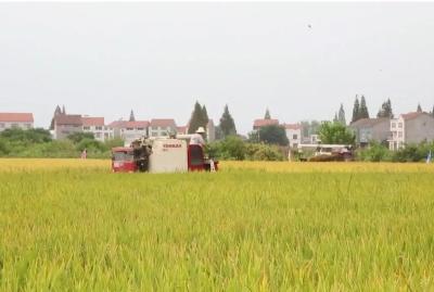 江陵：大旱之年夺丰收