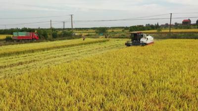 县粮食储备有限公司：收储防疫两不误