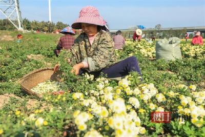 荆楚地理丨千里江陵迎来金菊丰收季，小小菊花借助区域公用品牌香飘全国