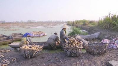 白鹭湖1200亩莲藕成熟采挖
