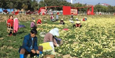 熊河镇两湖垸村：百亩菊花采摘忙