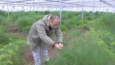 熊河镇：小芦笋 大产业