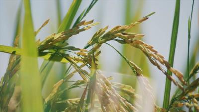 2023年优质粮食工程，江陵这么干