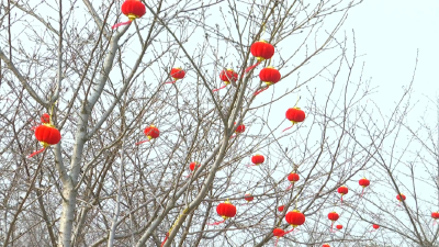 六合垸管理区天桥社区：扮靓家园迎新年