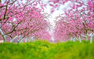 千里江陵｜只向桃花深处行