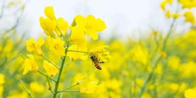 千里江陵｜春风沃野菜花黄